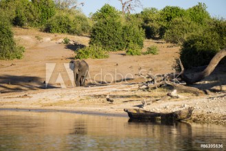Bild på Elephant in scrubland